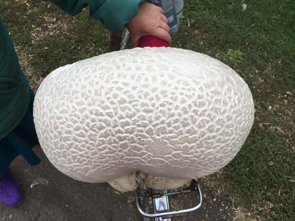 Жительница Полтавщины после дождя нашла 5-килограммовый гриб (ФОТО)
