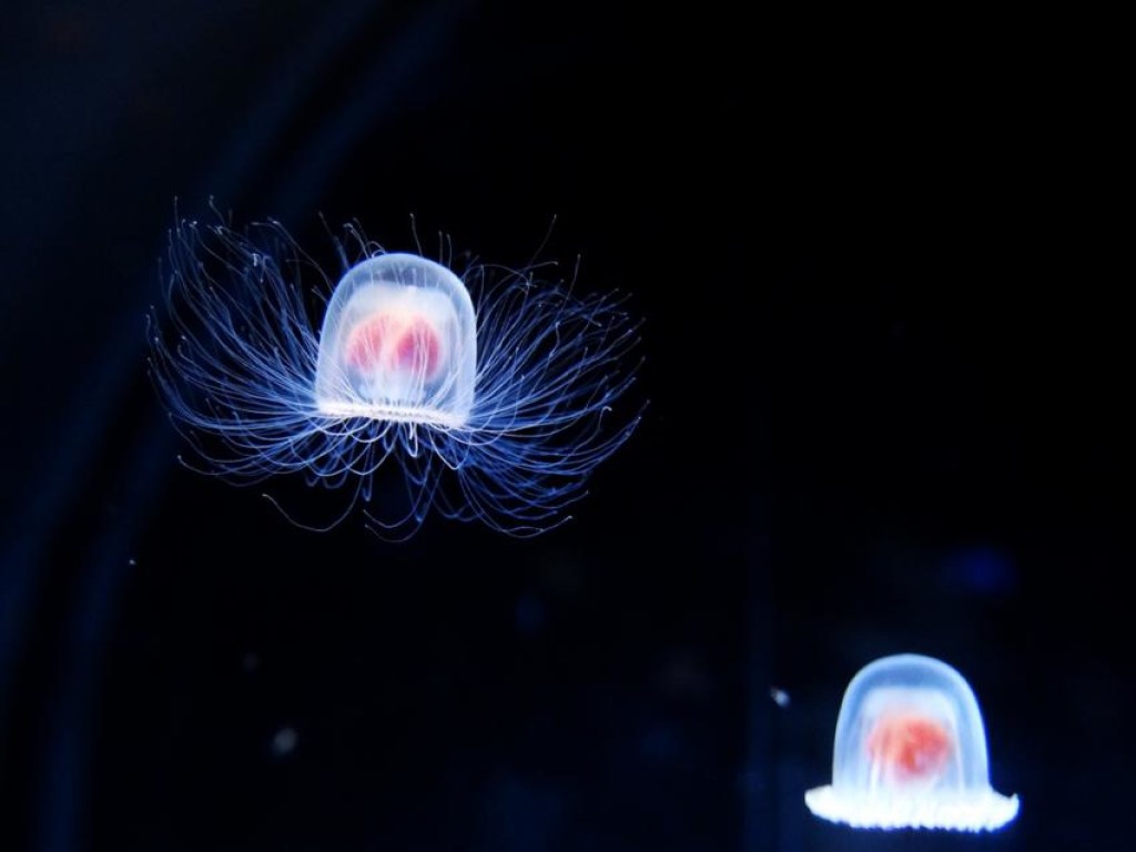 На Земле обнаружили бессмертную медузу (ФОТО, ВИДЕО)