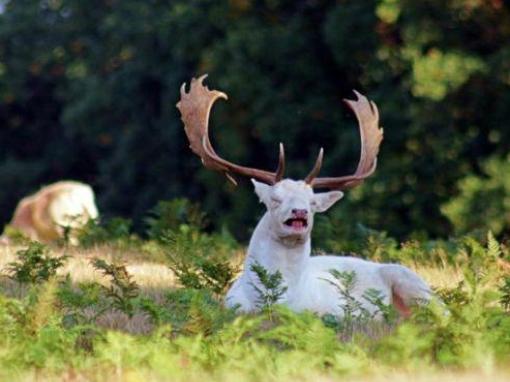 Забавный олень-альбинос чихнул и стал звездой интернета (ФОТО)