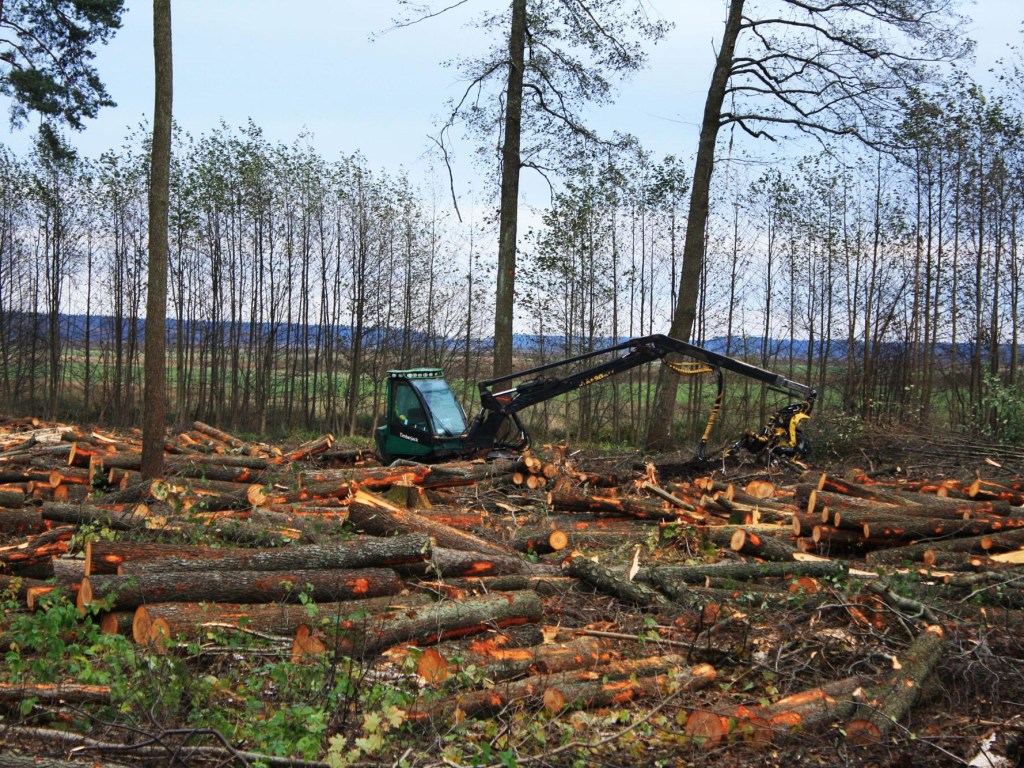 В. Борейко: «Государственные люди санкционируют «санитарную» вырубку здорового леса по всей Украине»