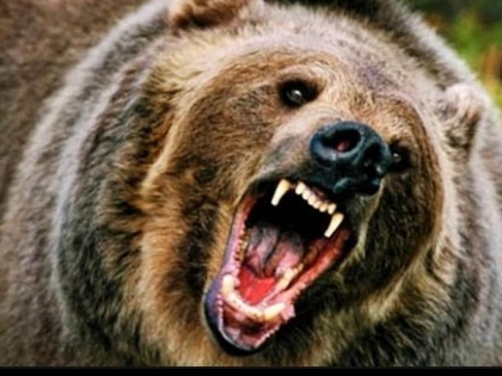 В США убитый медведь смог отомстить охотнику