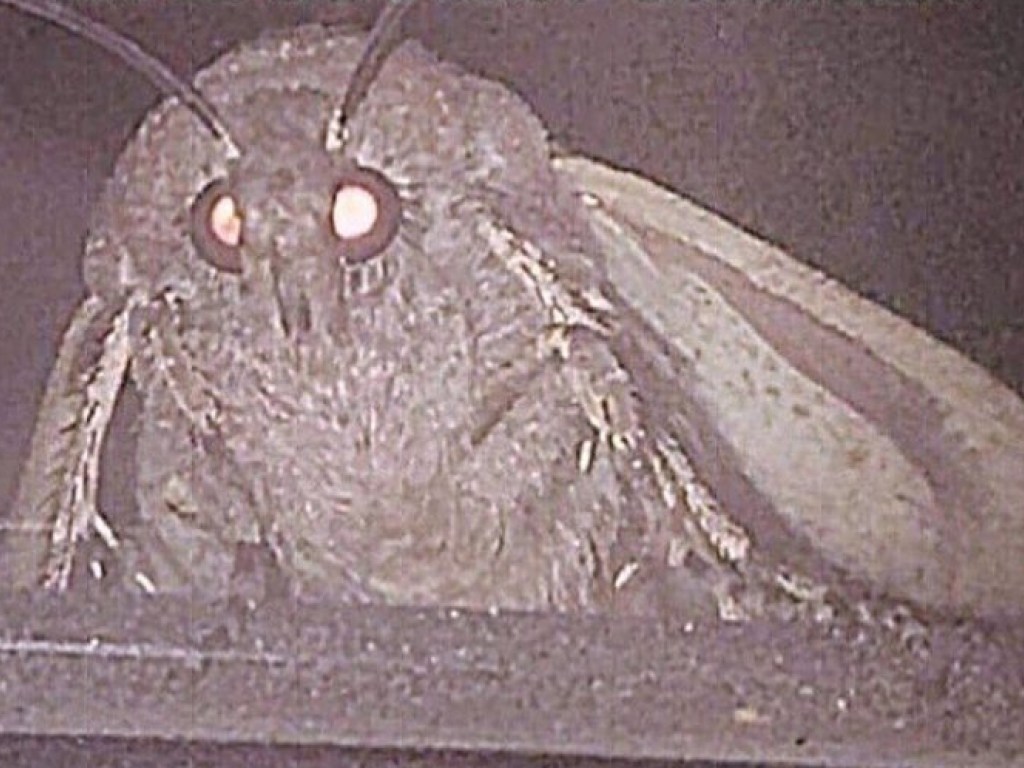 В Сети обсуждают мем с отчаявшимся мотыльком: насекомое ищет лампу, сверкая глазами (ФОТО)