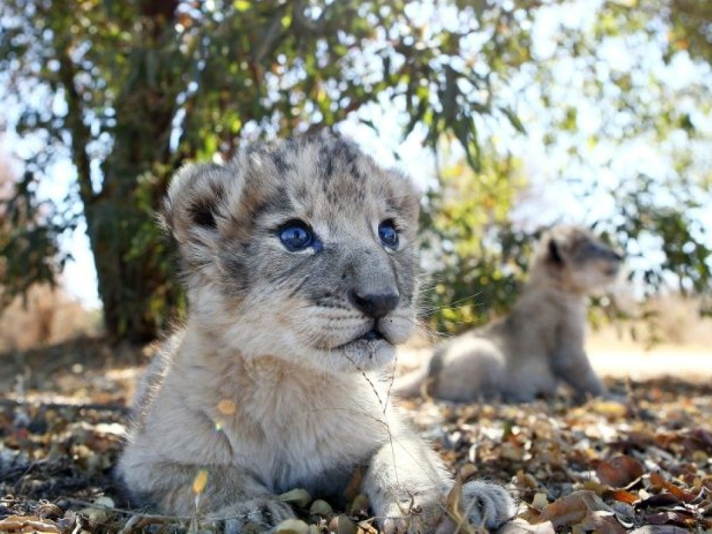 В университете ЮАР показали львят, родившихся путем искусственного оплодотворения (ФОТО, ВИДЕО)