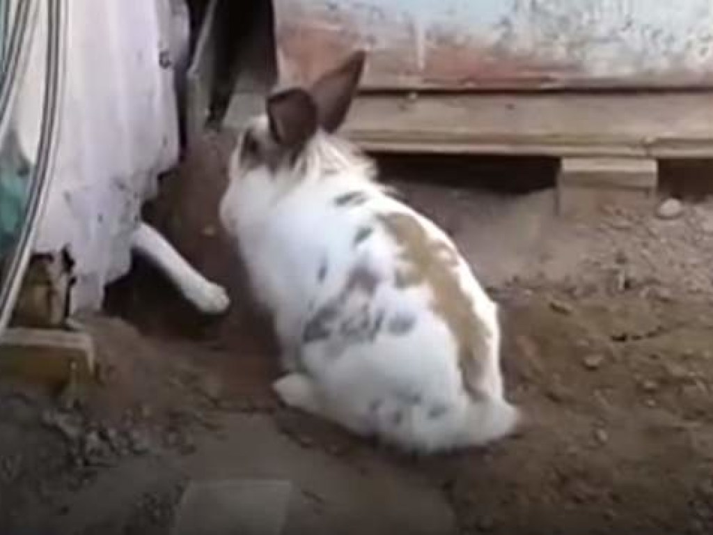 Смелый кролик помог кошке выбраться из ловушки (ВИДЕО)
