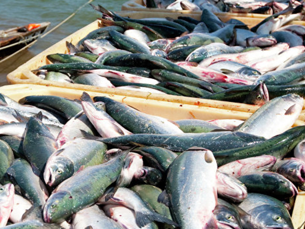 Самый большой за последние 100 лет улов лосося в России отправили на свалку (ФОТО)