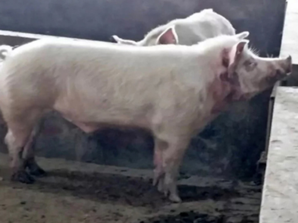 В Китае хряк весом 250 килограммов убил фермера