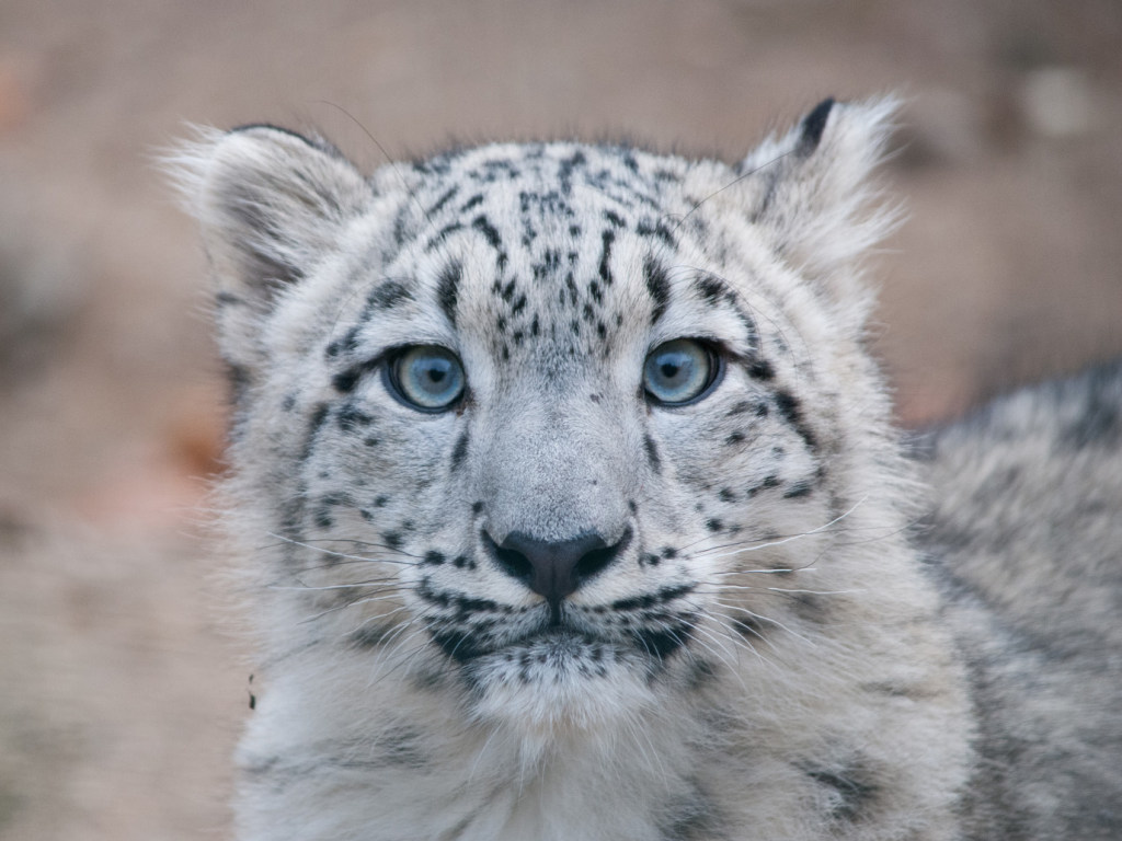 Снежный леопард с восторгом принялся позировать на новую камеру  (ВИДЕО)