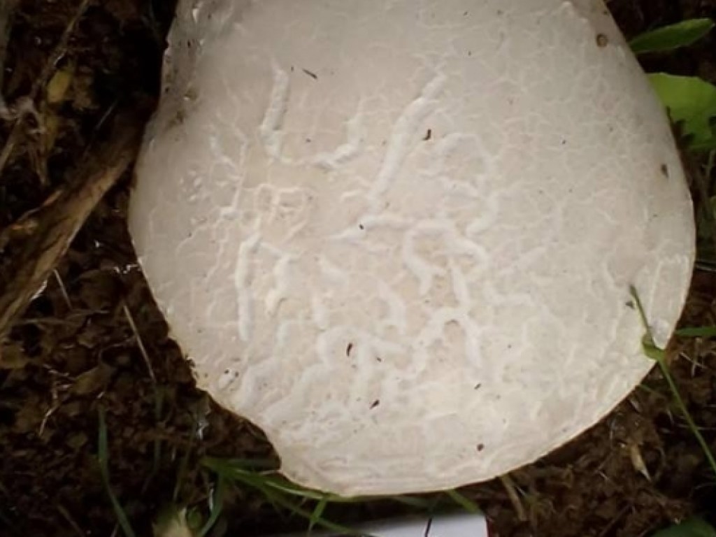 Житель Бердянска вырастил в огороде огромный гриб (ФОТО, ВИДЕО)