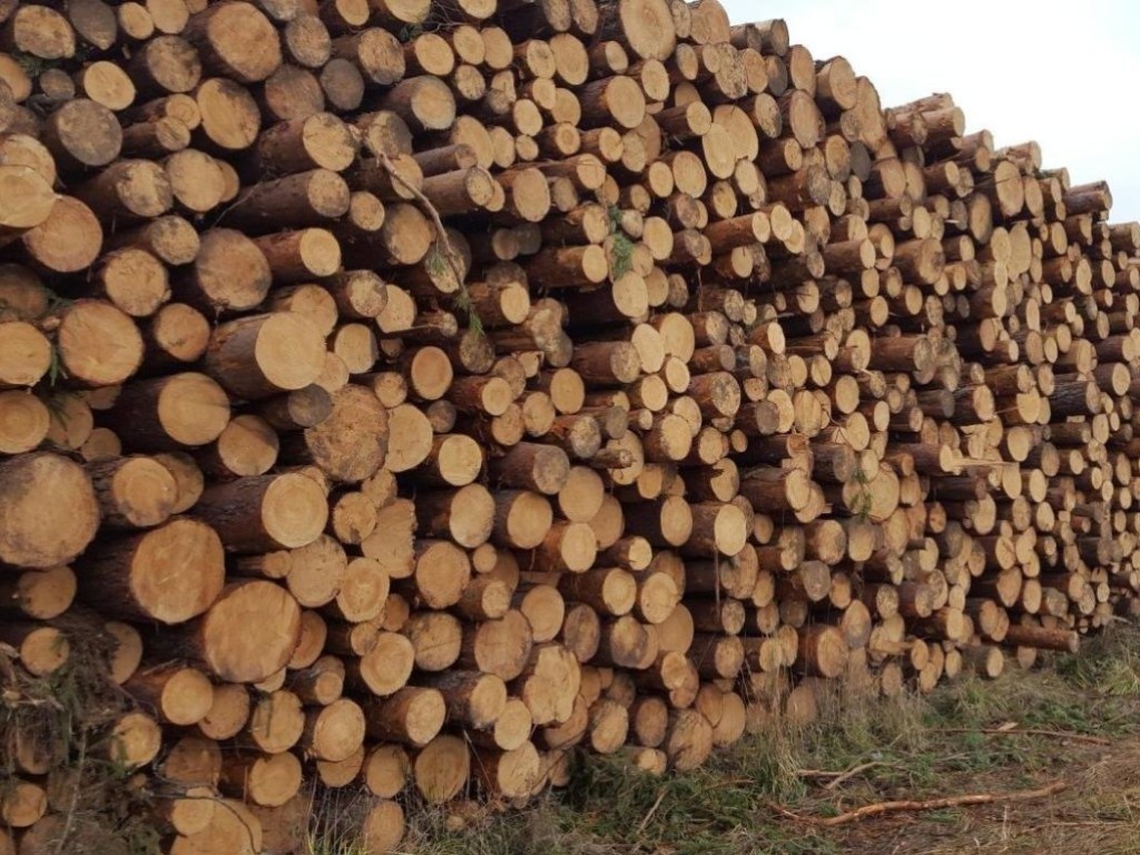 Теневые потоки по экспорту леса «перекроют» все штрафные санкции – депутат