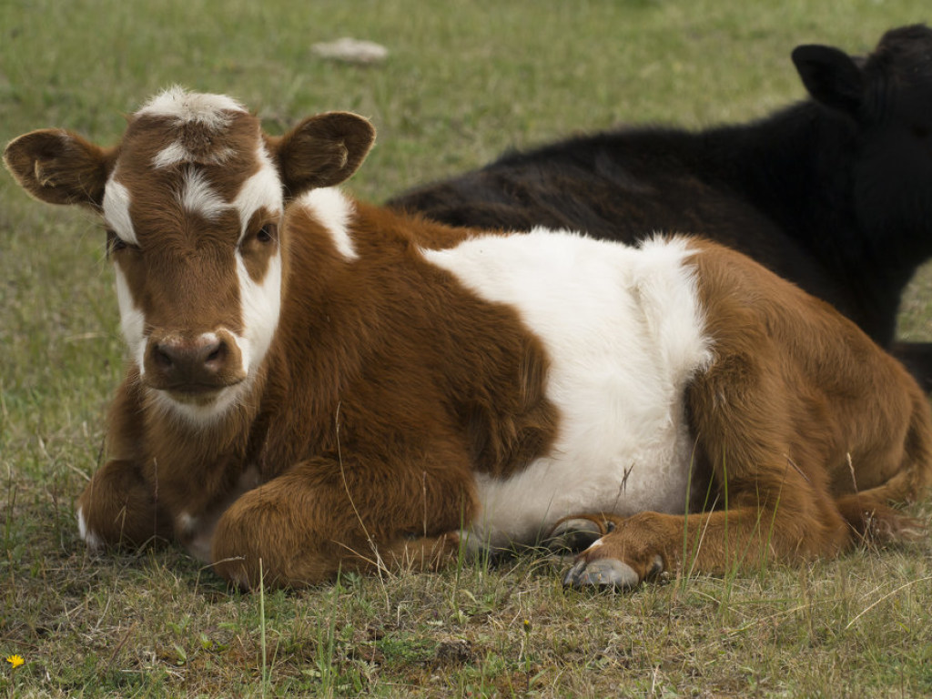 В Израиле родился красный теленок – предвестник «конца нашей эры» (ФОТО)