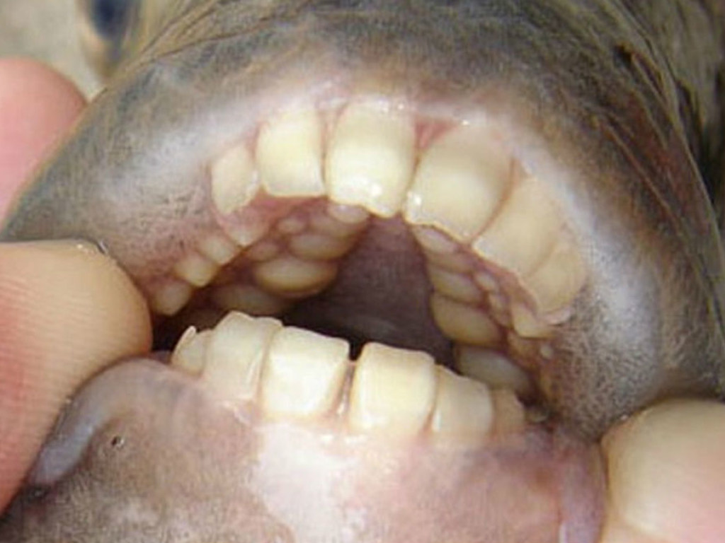 Рыба с человеческими зубами напугала российских рыбаков (ВИДЕО)