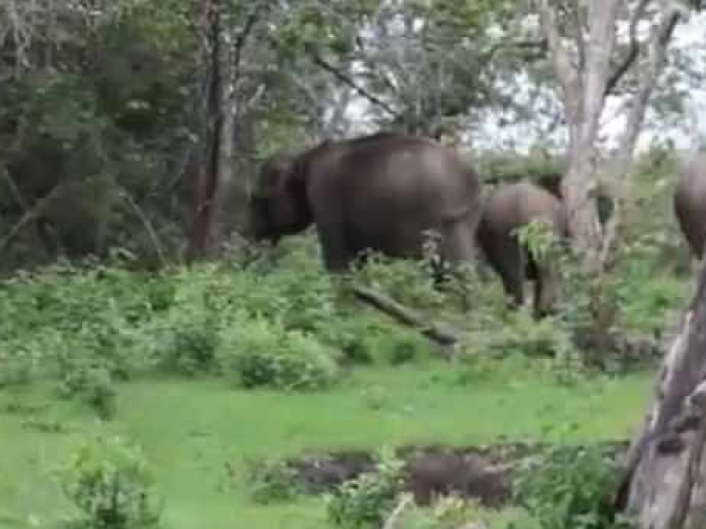 В Индии слон устроил погоню за туристами (ФОТО)