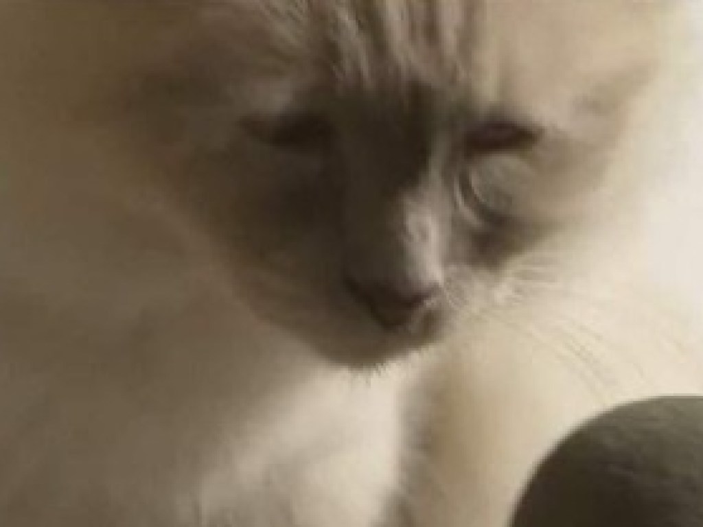 Грустный кот стал звездой мемов (ФОТО)