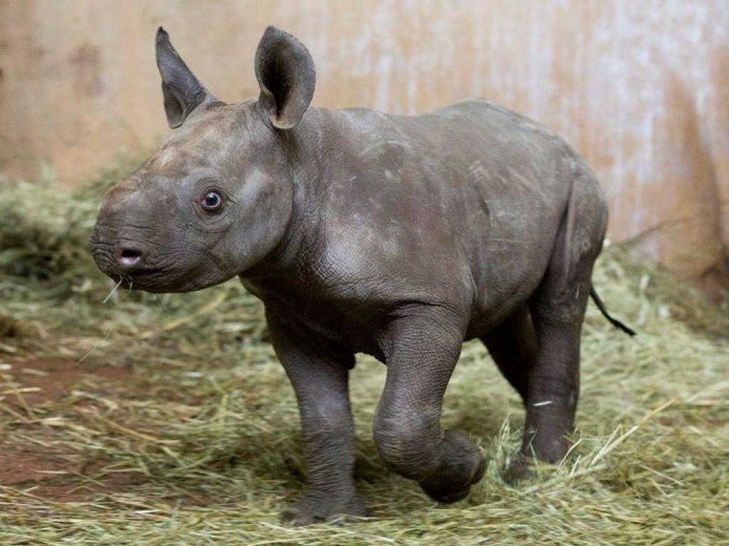 Черный носорог укусил американского туриста (ВИДЕО)