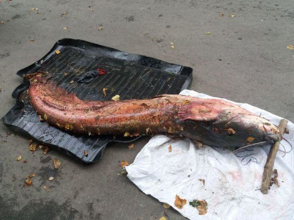 Житель Тернополя поймал гигантского сома (ФОТО)