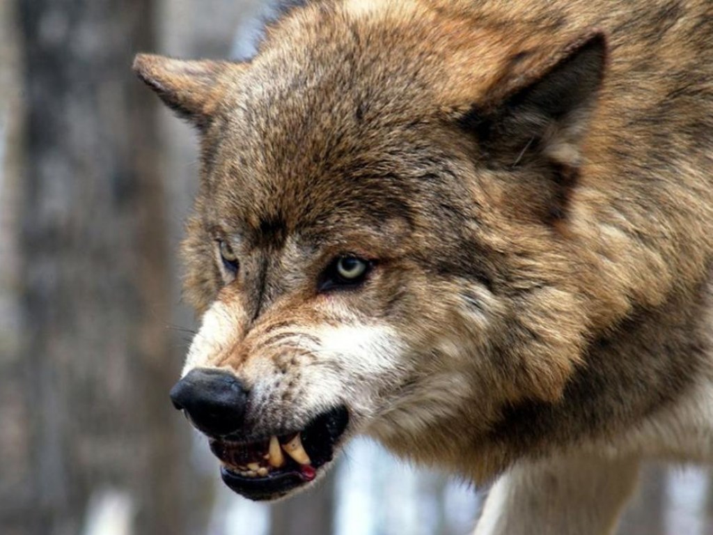  На Тернопольщине волк напал на женщину