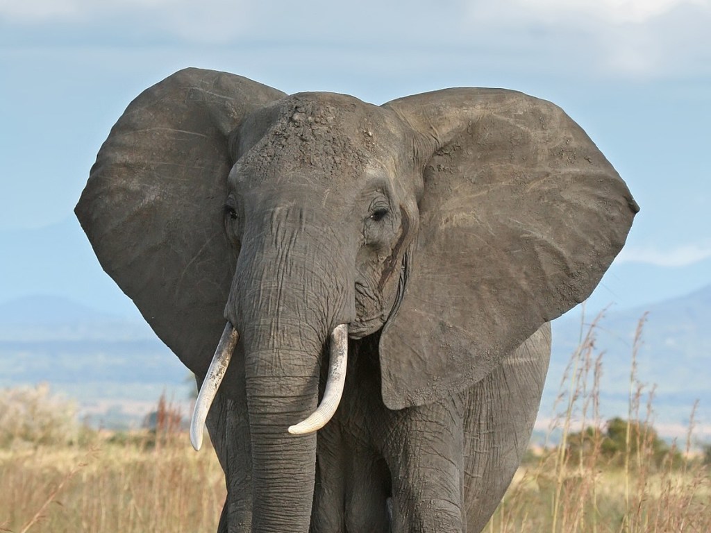 В парке ЮАР слон разгромил авто участников сафари (ВИДЕО)