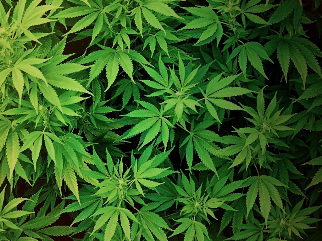 На МКС доставят марихуану для исследований  (ВИДЕО)