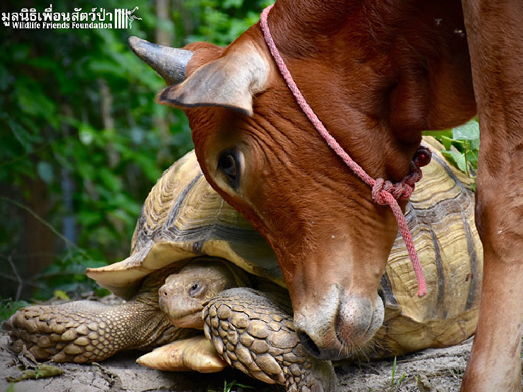 Сеть покорила дружба черепахи и теленка с протезом (ФОТО)