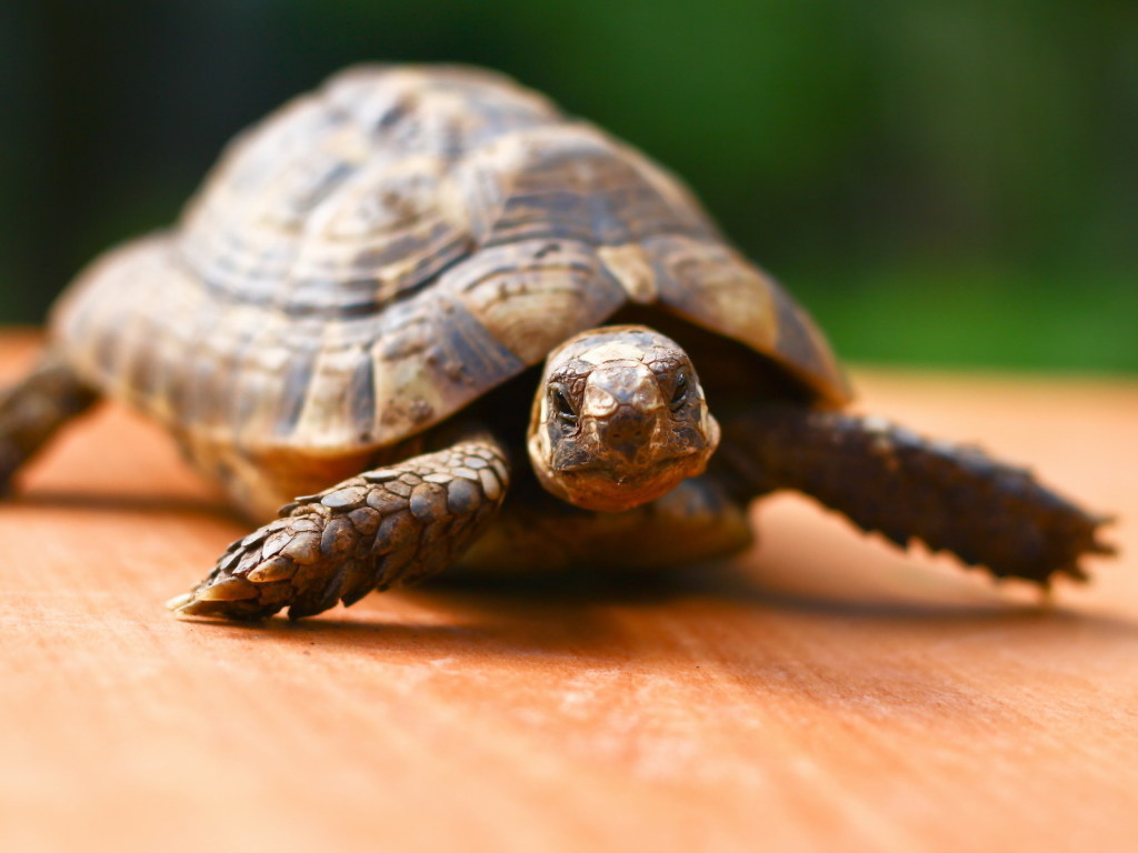 Двухголовая черепаха шокировала пользователей Сети (ВИДЕО)