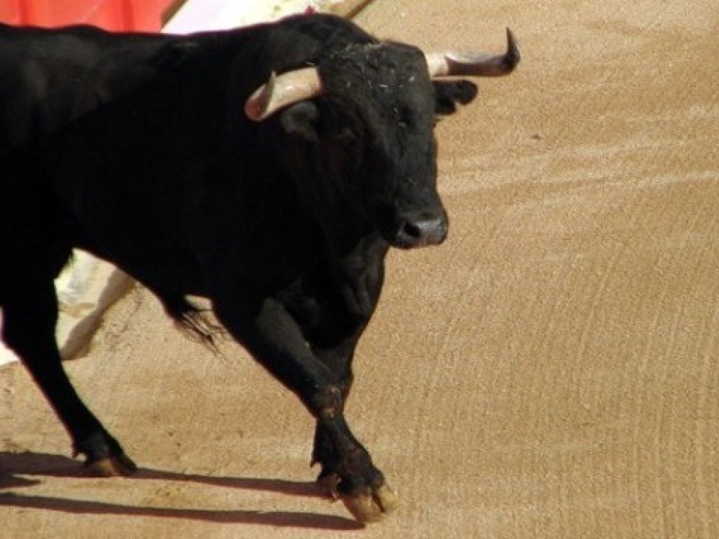 Посадил на рога и откинул: на шоу во Франции бык убил женщину