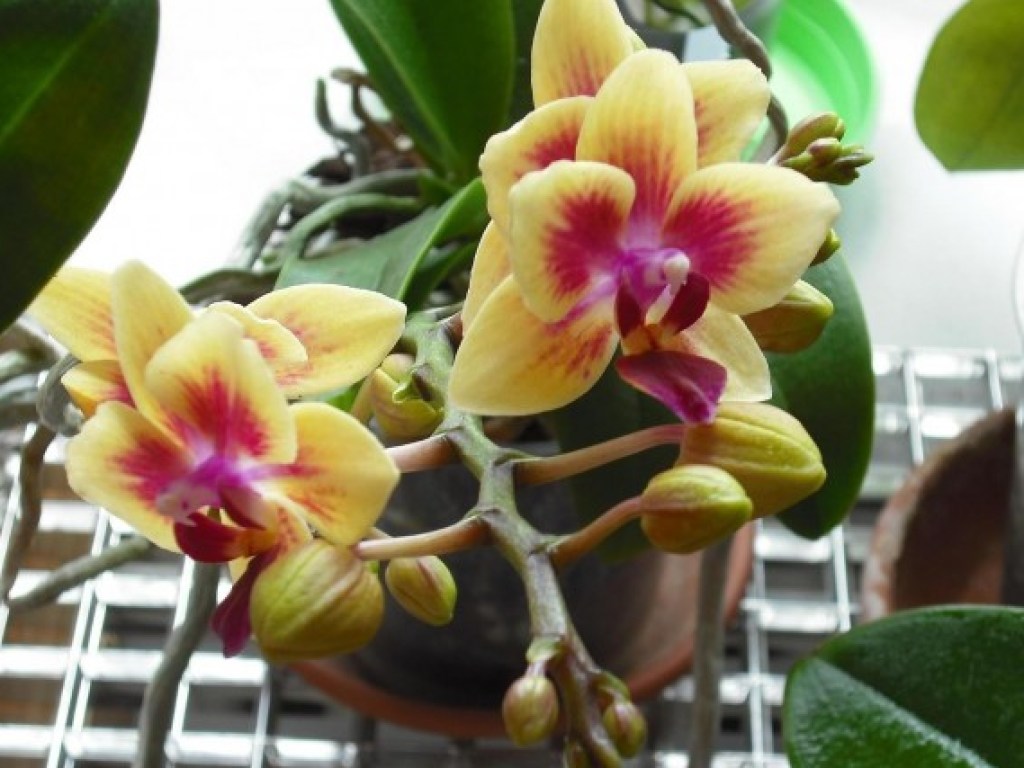 Флористы раскрыли секрет, как «уговорить» орхидею выпустить новую стрелку 