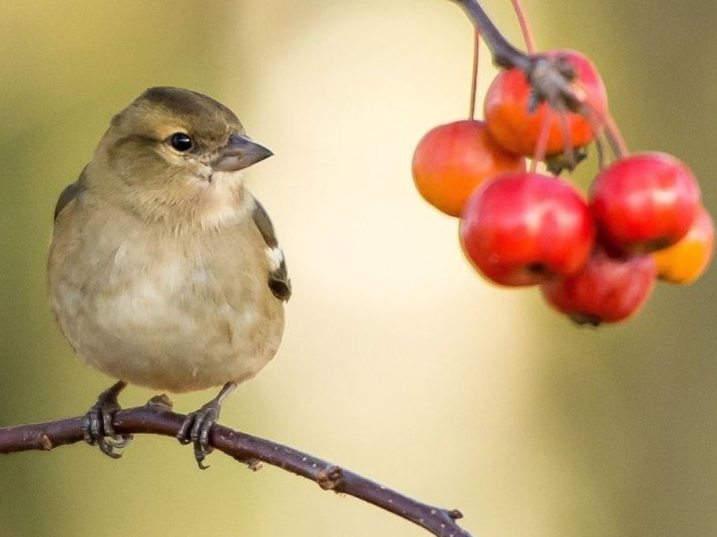 Пьяная осень: в США птицы объелись забродивших ягод и стали падать на автомобили