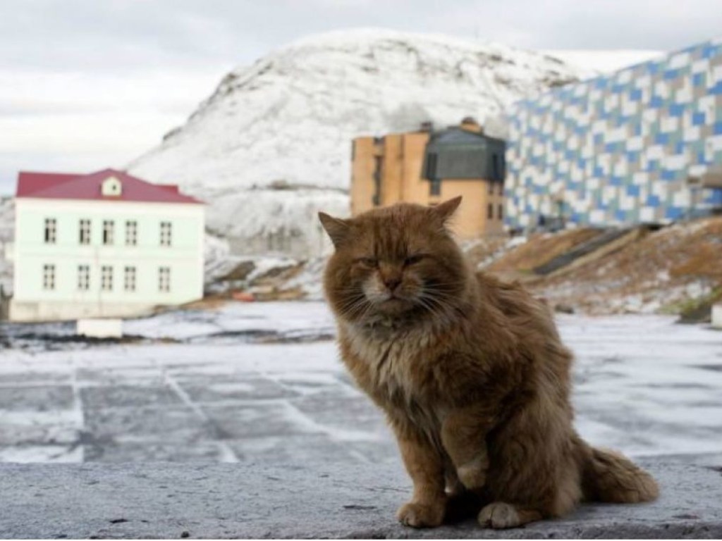 На норвежском архипелаге позволено жить всего одному коту (ФОТО)