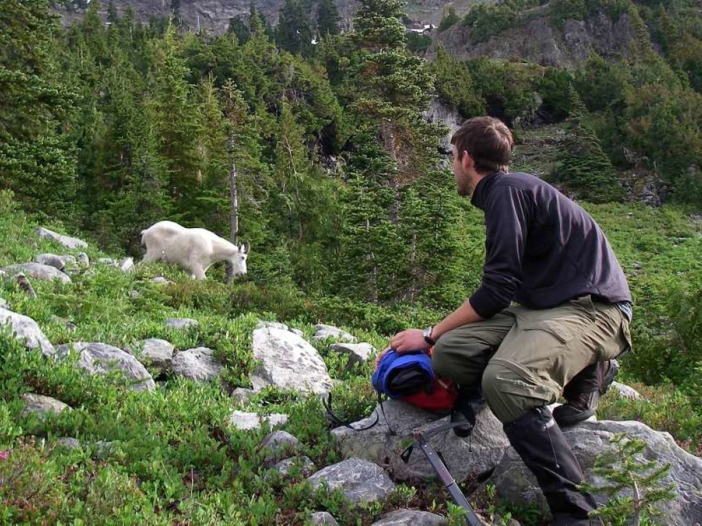 В США сотни горных козлов принудительно переселили: они пристрастились к человеческой урине (ФОТО, ВИДЕО)