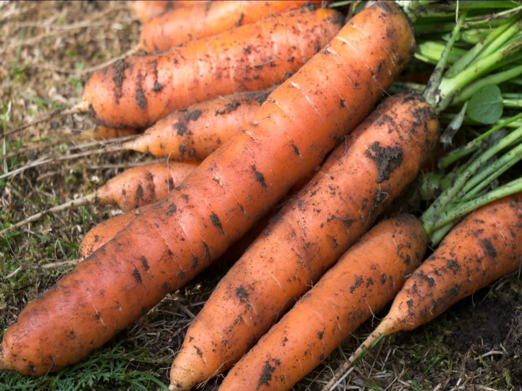 Дачникам на заметку: Морковь осеннего посева всегда крупнее и вкуснее своих весенних «собратьев»