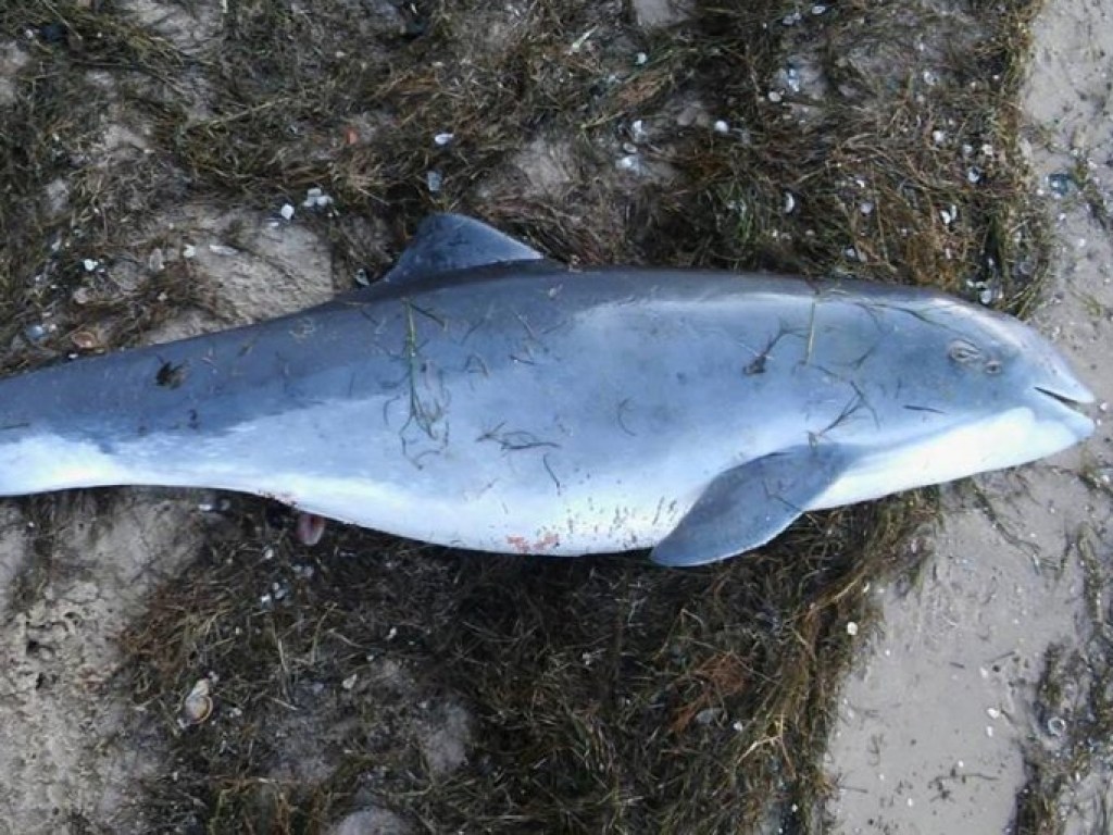 На берегу Лимана под Николаевом нашли тело дельфина (ФОТО)