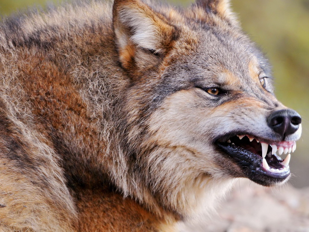В Тернопольской области волк покусал троих человек