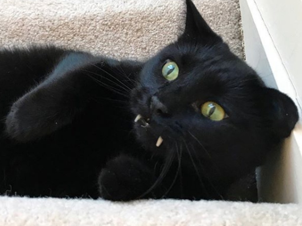 Фото кота-вампира покорили сердца тысяч пользователей Сети