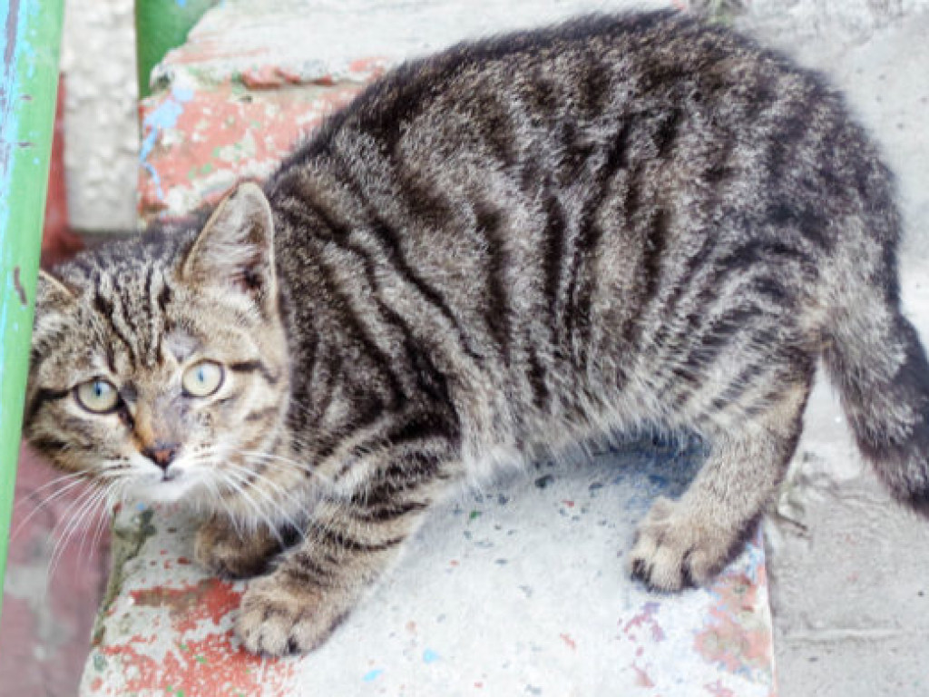 В Харькове уличных котов хотят признать частью экосистемы города