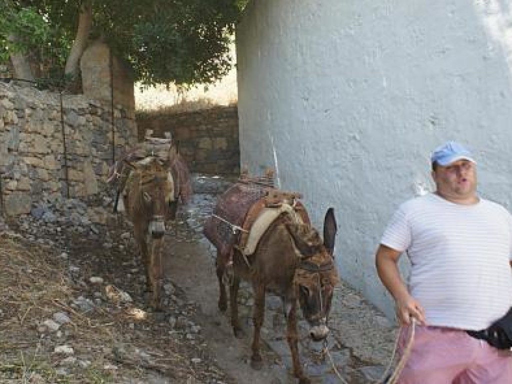 Полным туристам запретили кататься на ослах в Греции
