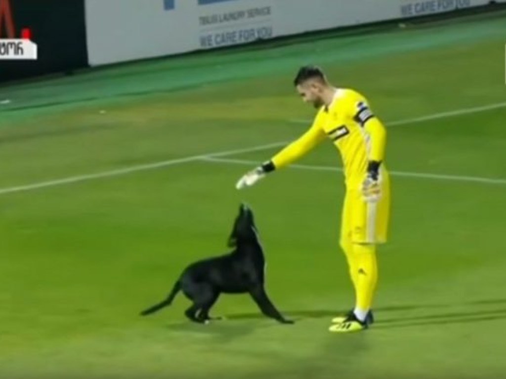 Радостный пес выбежал на поле во время матча в Грузии и начал играться с футболистами (ВИДЕО)