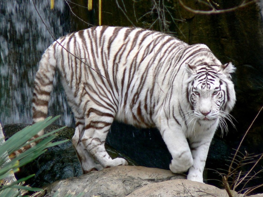 В японском зоопарке редкий белый тигр загрыз 40-летнего мужчину