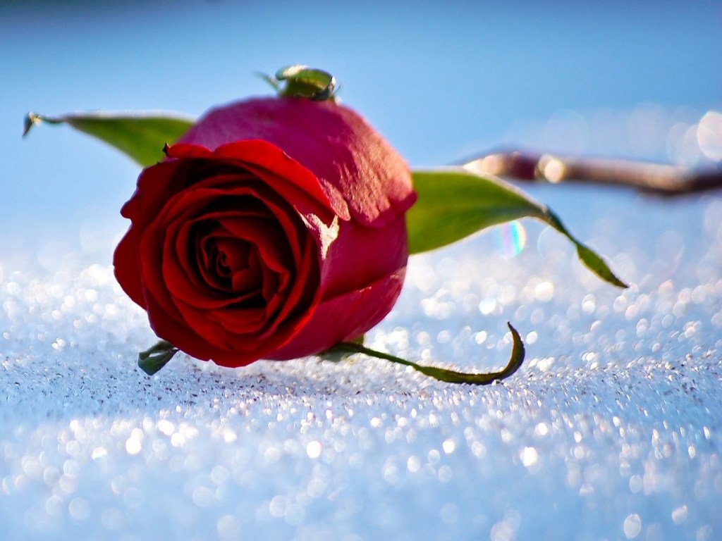 Дачнику на заметку: Как помочь своим любимым розам пережить зиму