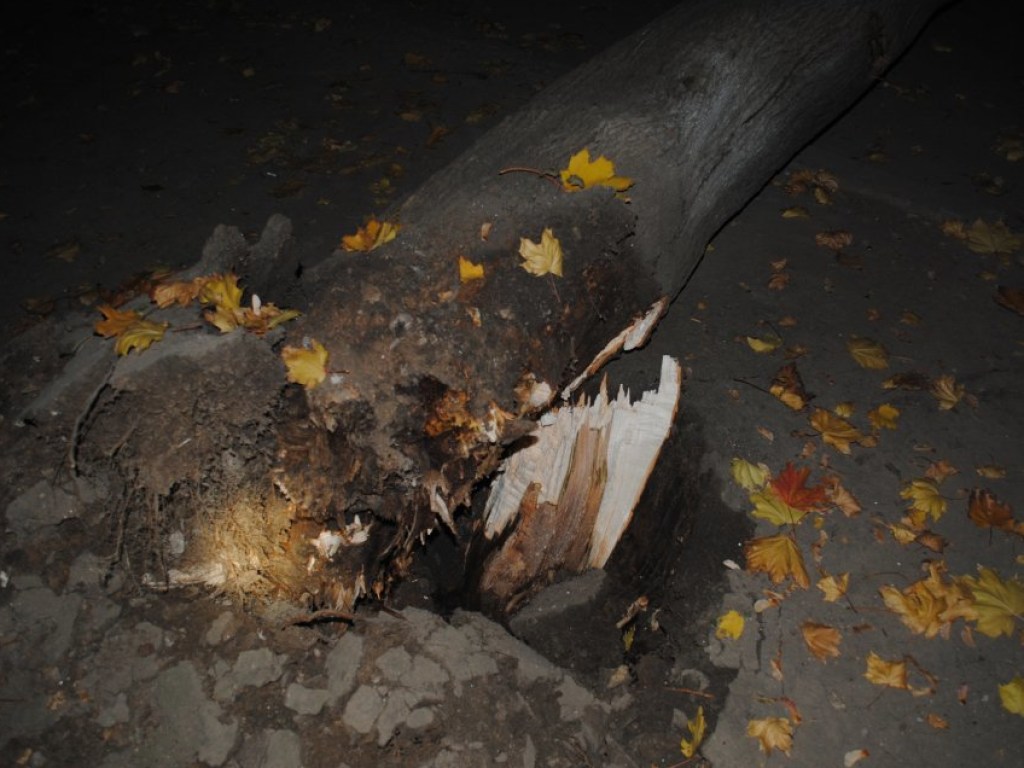 В Николаеве вследствие падения дерева повредились Daewoo и Volkswagen (ФОТО)