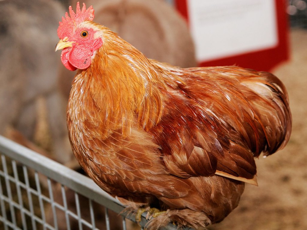 Только пятки засверкали: в США сердитая курица набросилась на парня (ВИДЕО)