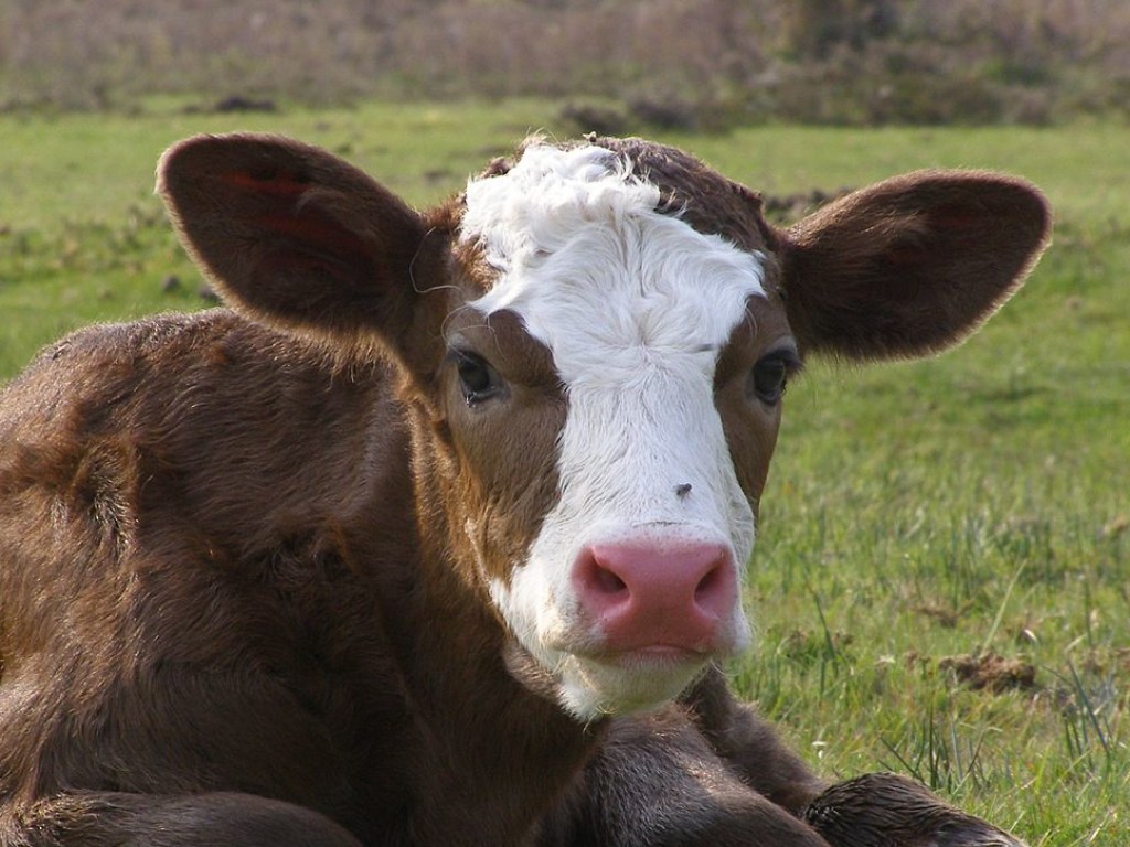 В США фермер поместил корову в салон пикапа (ВИДЕО)