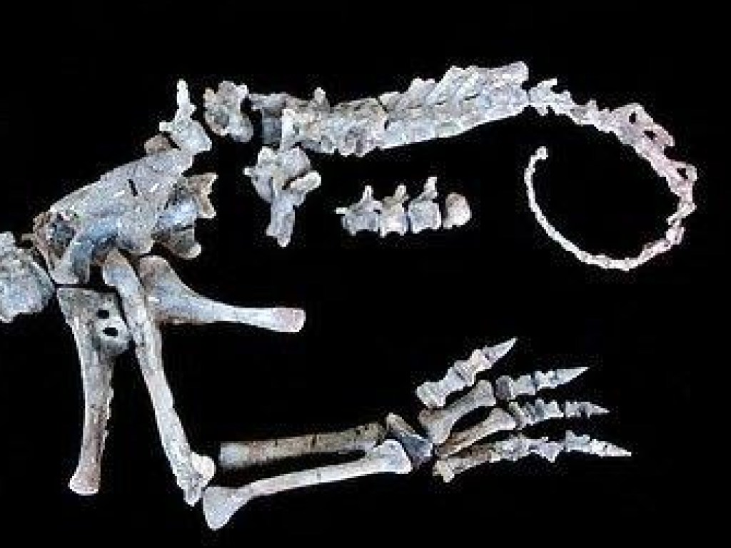 Исследователи из США обнаружили скелет карликового динозавра (ФОТО)