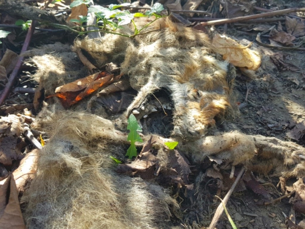 В публичном парке Мукачево нашли останки хищника (ФОТО)