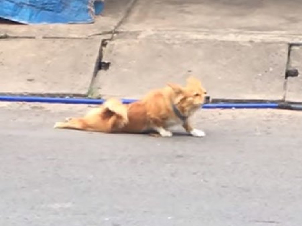 Достоин Оскара: пес научился имитировать повреждения лап, чтобы получить еду от прохожих (ФОТО, ВИДЕО)