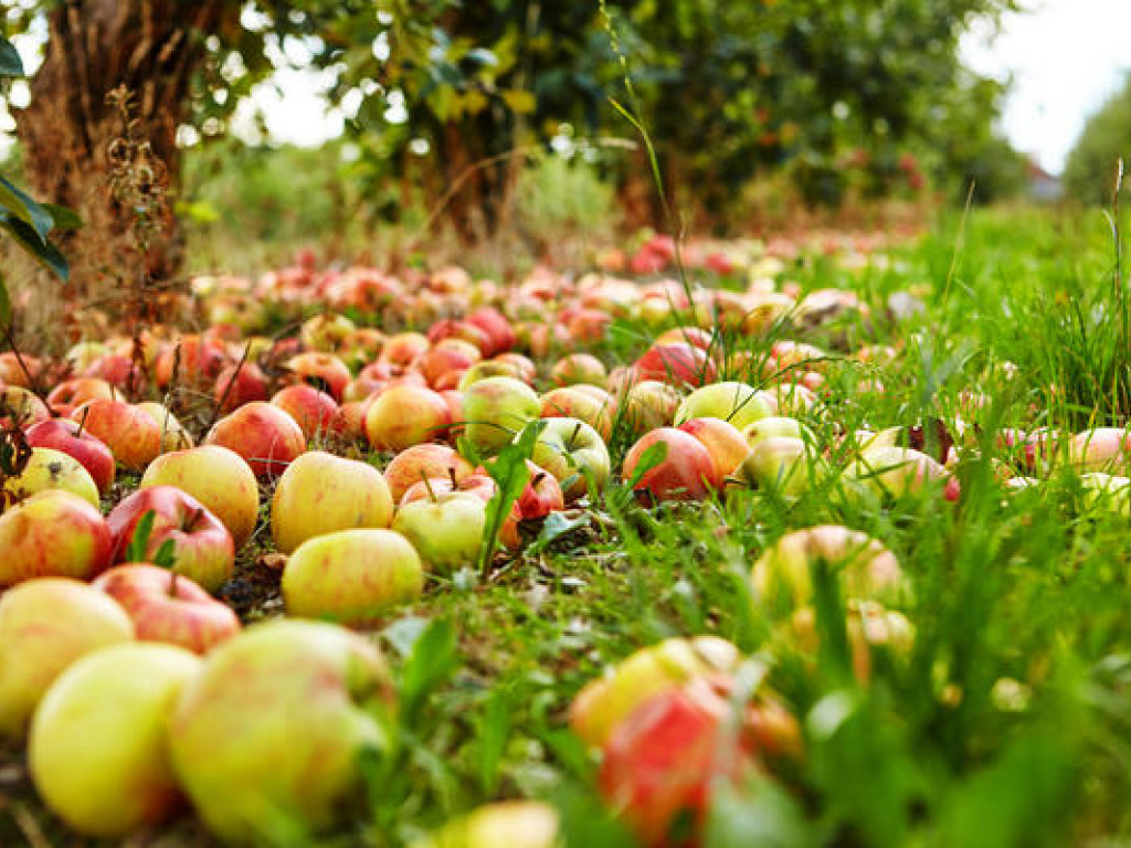 В украинских садах гниют яблоки: мелкие производители не собирают урожай из-за низких цен