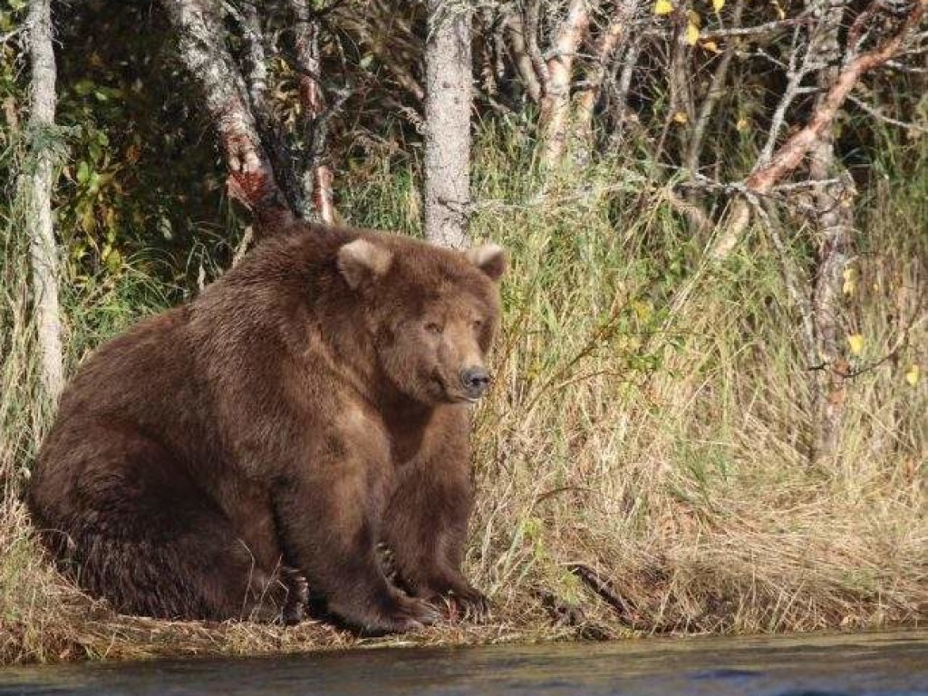 На Аляске нашли самого толстого медведя