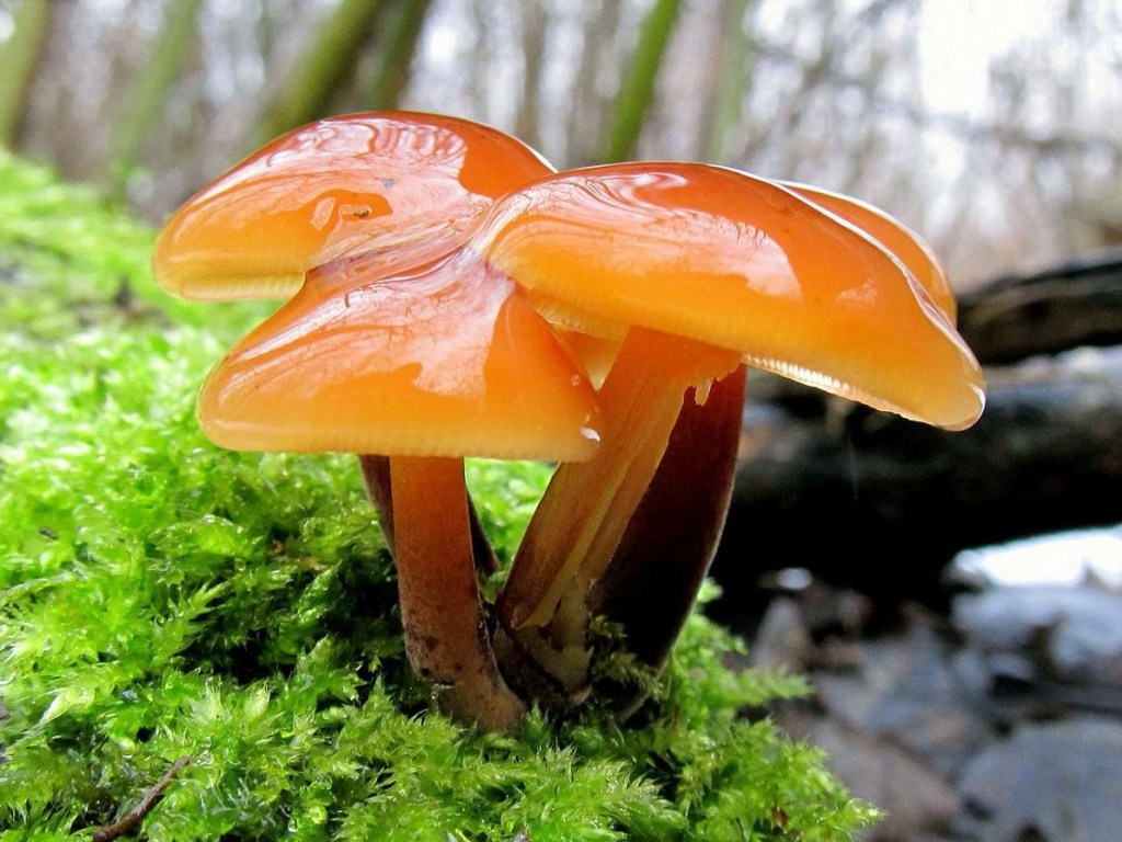 В Полтавской области 50-летняя женщина отравилась грибами