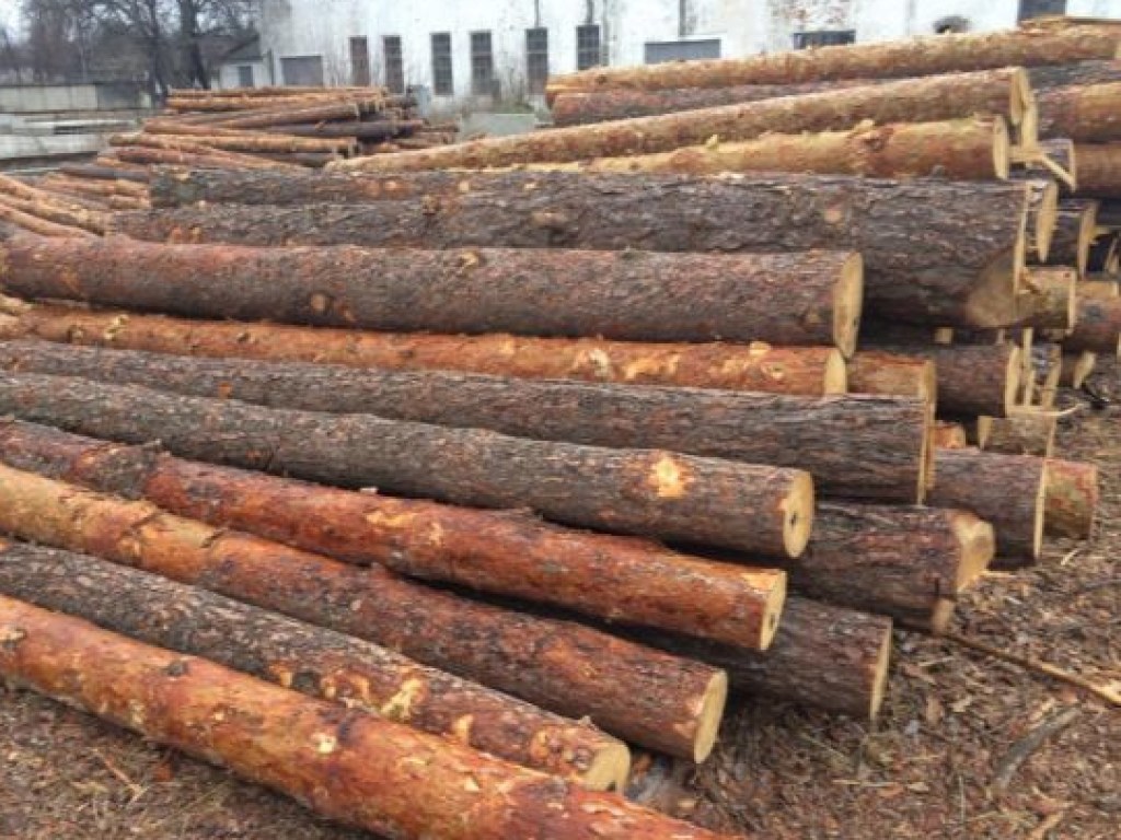 Евросоюз покупает из Украины лес-кругляк под видом топливной древесины  &#8212; СМИ 