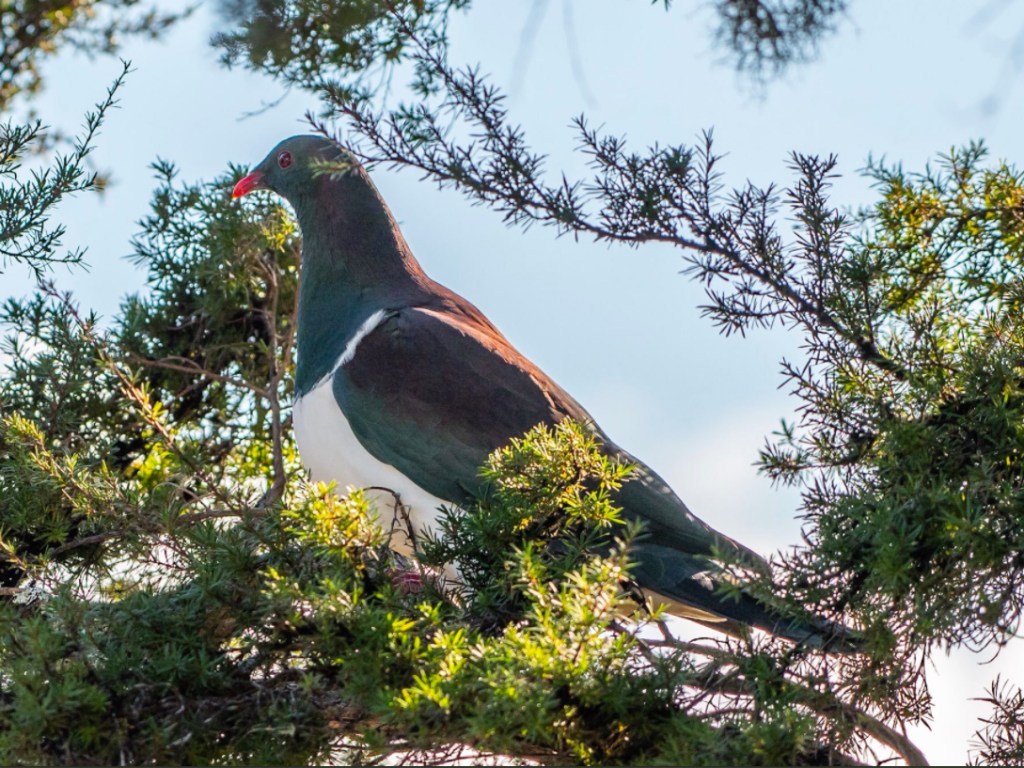 Пьяный голубь: в Новой Зеландии выбрали птицу года (ФОТО)
