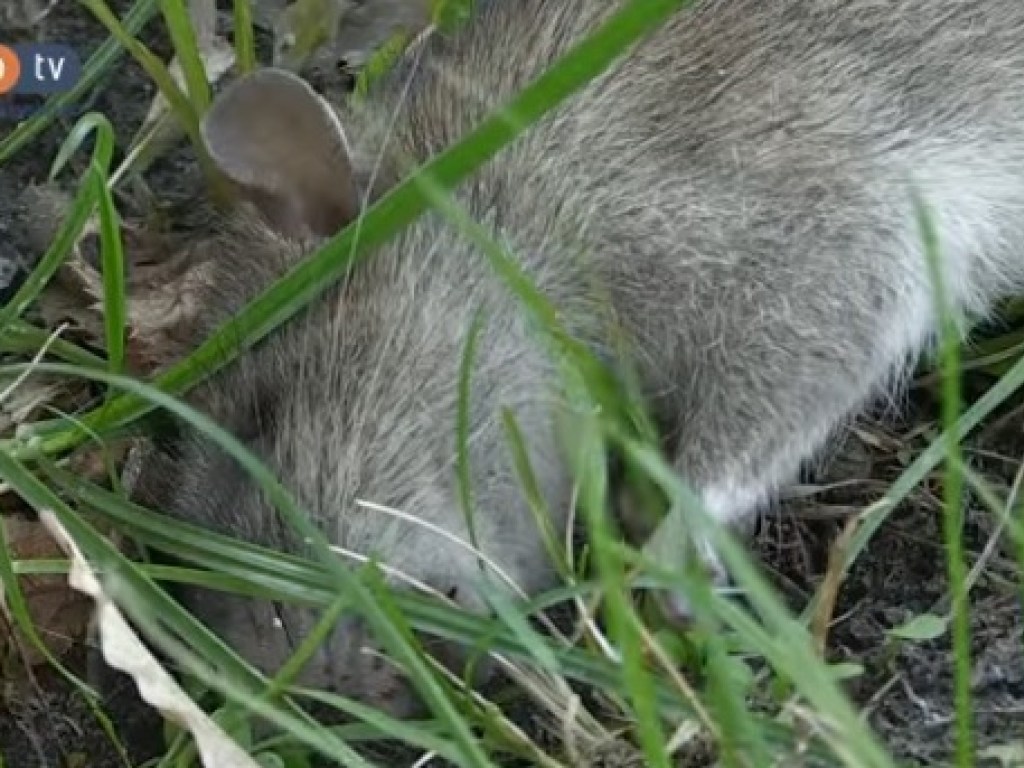 Жители Полтавы обеспокоились нашествием крыс